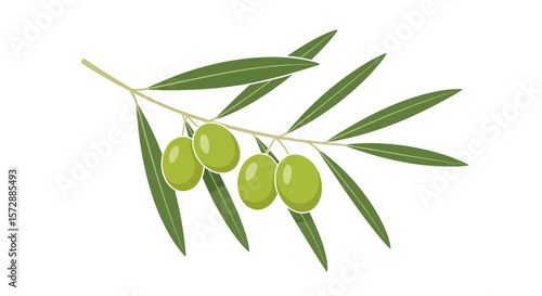 Green Olive Branch with Glossy Olives and Slim Leaves on White Background
