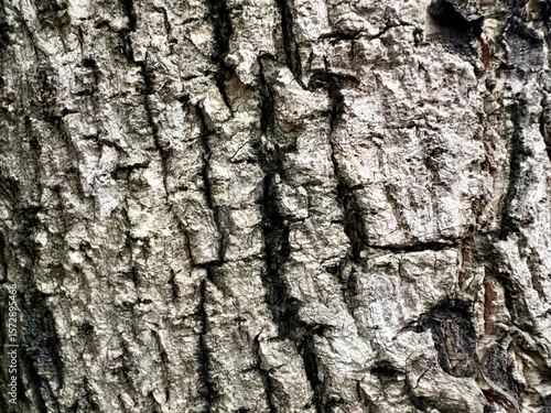 Rough, weathered tree bark close-up showing deep cracks and natural wood texture, perfect for organic backgrounds or seamless nature patterns.