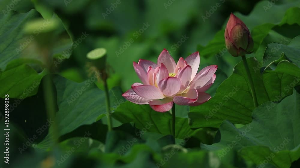 夏の蓮 夏の蓮