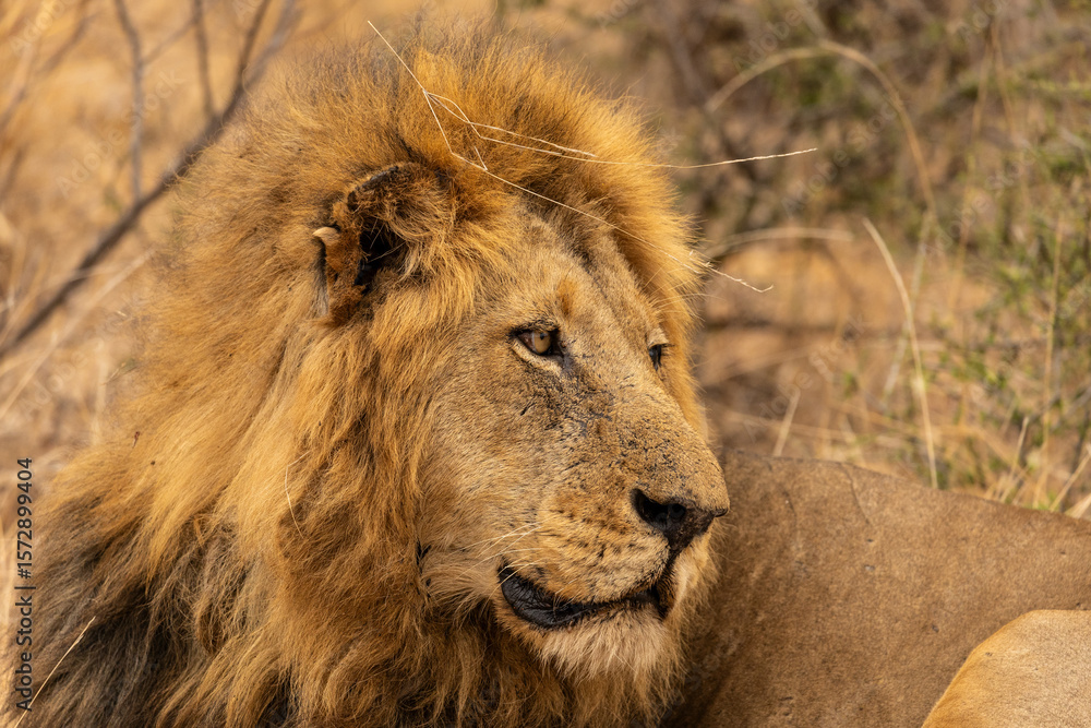 Close up Portrait of the Head of a Large Lion With a Thick Mane in South Africa Close up Portrait of the Head of a Large Lion With a Thick Mane in South Africa