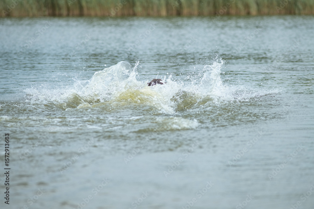 Fototapeta premium A beautiful purebred American Staffordshire Terrier plays in the water.