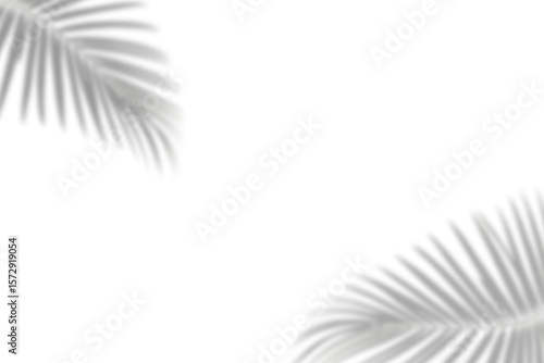 Kentia leaves shadow on a transparent background. Realistic plant overlay effect, PNG file. Shadow effect for photo, interior backdrop, studio mockup design, PNG file.