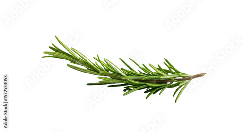 Sprig of fresh rosemary isolated PNG with Transparent Background