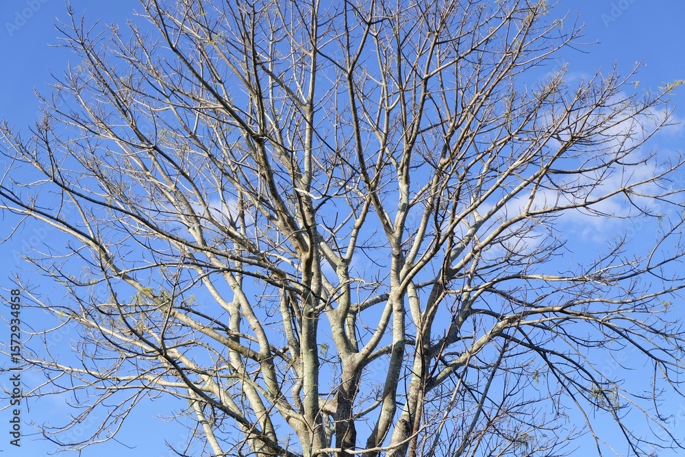 Leafless tree branches against blue sky Leafless tree branches against blue sky