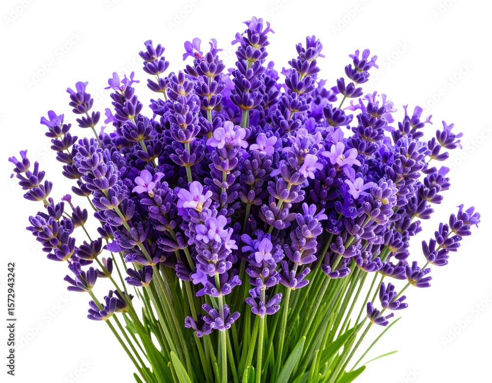 Fototapeta premium Close-up of Vibrant Purple Lavender Flowers with Green Leaves,Transparent Background PNG