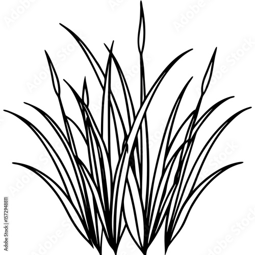 Bermuda Grass line art vector