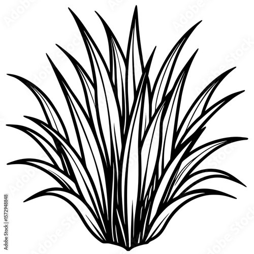 Bermuda Grass line art vector