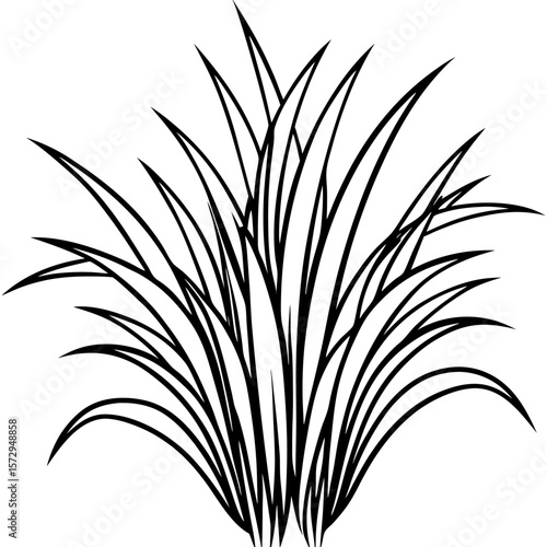 Bermuda Grass line art vector