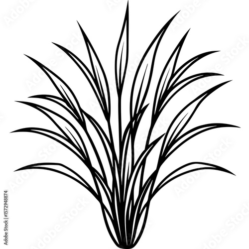 Bermuda Grass line art vector