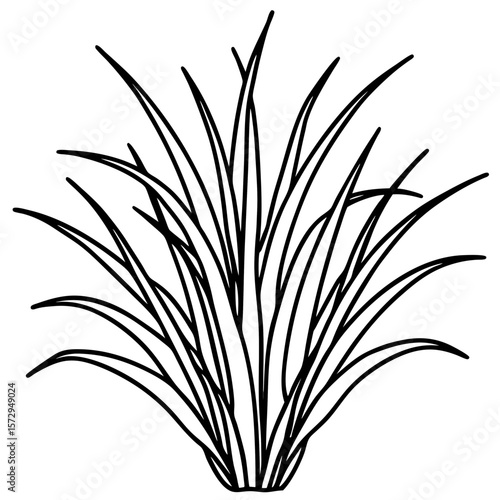 Bermuda Grass line art vector