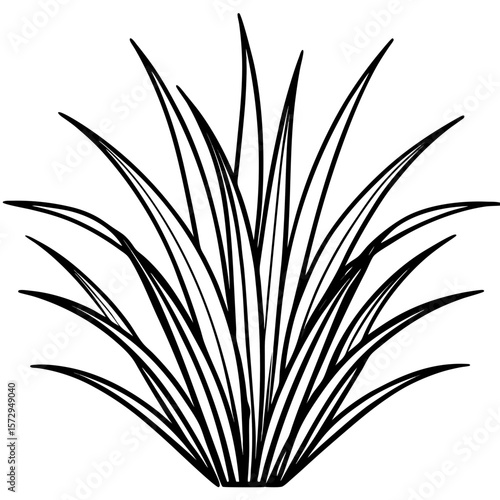 Bermuda Grass line art vector