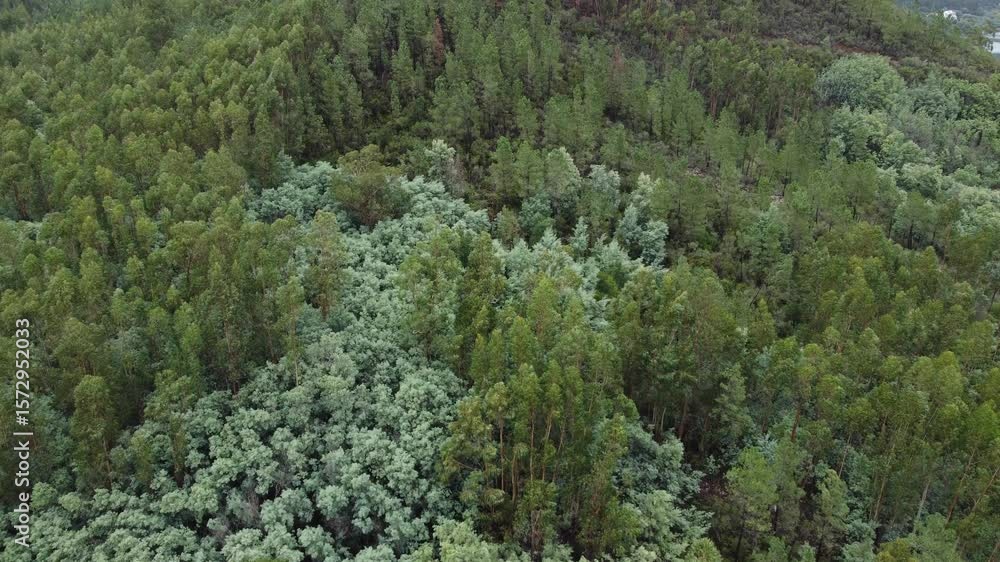 Aerial View of Forest and River in Harmony with Nature Aerial View of Forest and River in Harmony with Nature