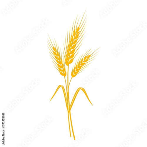 Yellow wheat stalks illustration on white background representing symbol of Lammas  