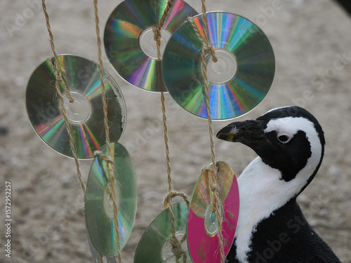 African Penguin Observing Dangling CDs in Zoo Enclosure