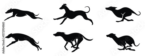 High Quality Image of Lively Whippet Dog in Running Pose, Whippet Animals icon set. Greyhound- Dog, domestic pet
vector illustration
