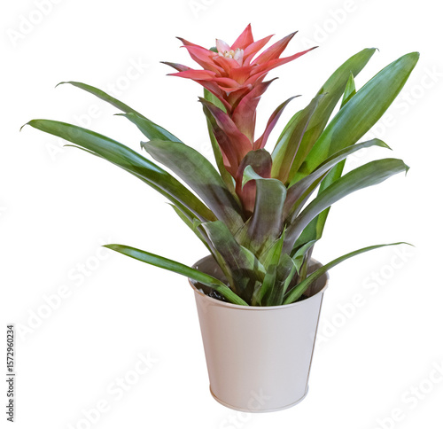 Photography Bromeliaceae