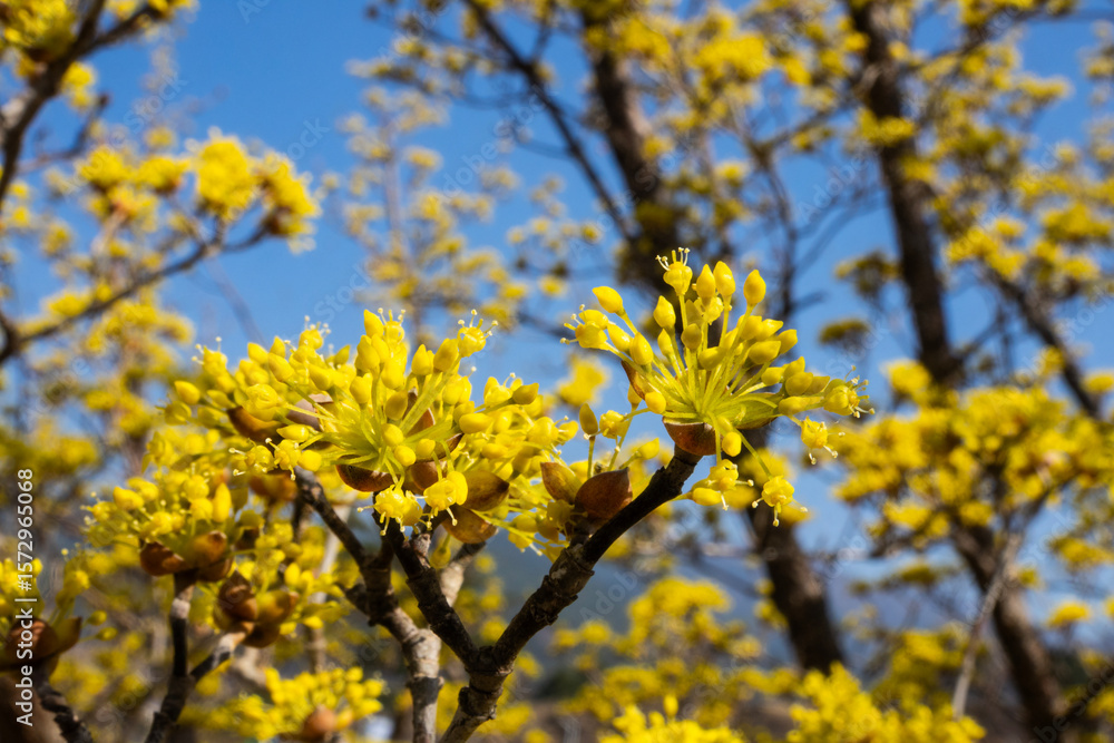 close-up of the cornelian cherry blossoms in the park close-up of the cornelian cherry blossoms in the park