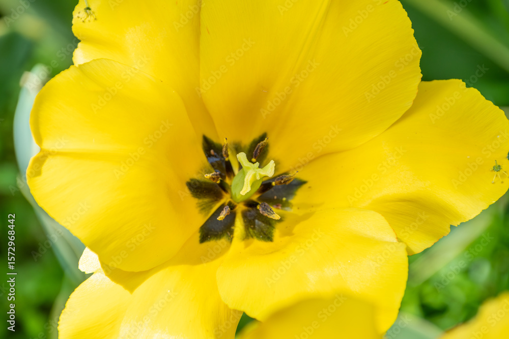 Fototapeta premium 太陽に照らされる鮮やかな黄色のチューリップの花芯