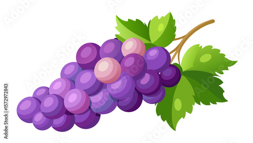 Illustration of a bunch of ripe purple grapes with green leaves on a white background
