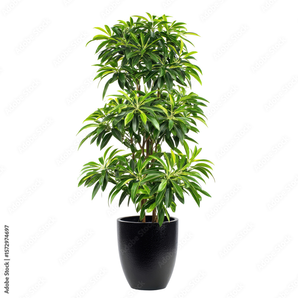 Fototapeta premium Tall potted dracaena plant with glossy green leaves. Isolated on pure white background in a clean centered composition. Calm natural wellness and fresh home energy. For interior decor mockups