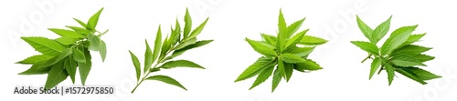 Collection of Green Lemon Verbena Leaves isolated on transparent background.