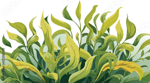 seaweed kelp plant group isolated on transparent background, set of fresh young kelp, cutout png
clip, curve, group, transparent, aquatic, cut-out, collection, isolated, ocean, set,