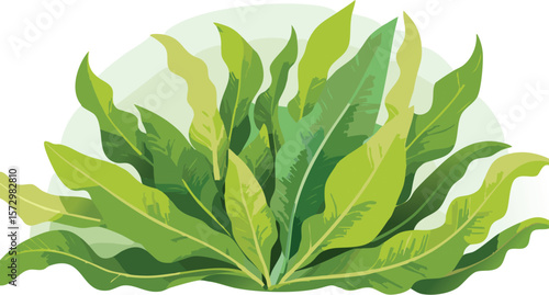 seaweed kelp plant group isolated on transparent background, set of fresh young kelp, cutout png
clip, curve, group, transparent, aquatic, cut-out, collection, isolated, ocean, set,