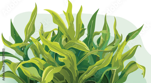 seaweed kelp plant group isolated on transparent background, set of fresh young kelp, cutout png
clip, curve, group, transparent, aquatic, cut-out, collection, isolated, ocean, set,
