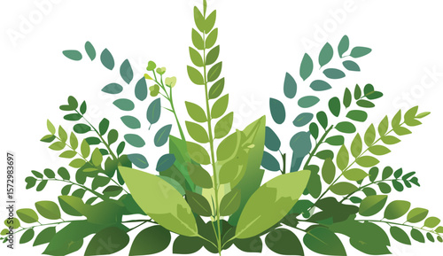 seaweed kelp plants isolated on transparent background, cutout png.leaf, grass, flora, beauty, tree branch, green, underwater, cut-out, isolated, ocean, white, algae, kelp, nature, seaweed,vector.