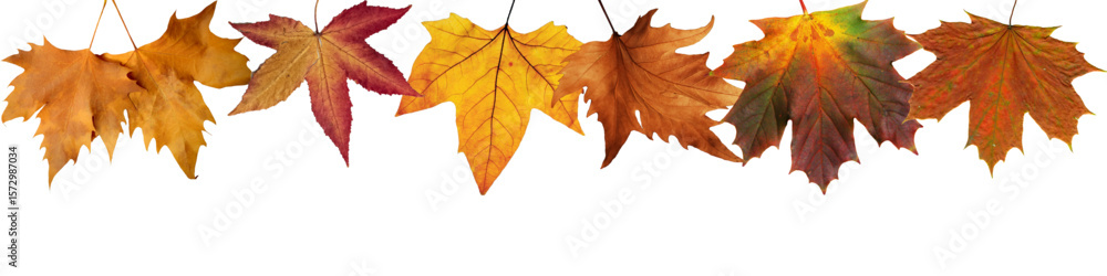 Obraz premium panoramic fall border made of beautiful autumn maple leaves isolated over white (transparent) background