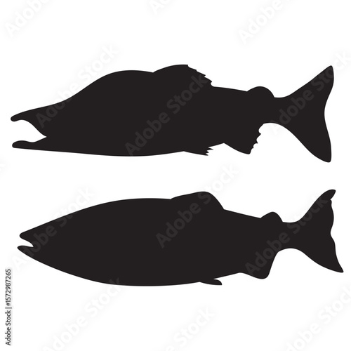 Salmon fish, seafood, sketch. Vintage retro print, seafood salmon fish sketch, sea life vector Illustration