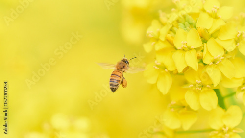 Quadro su tela ホバリングして菜の花の花粉を集めに来たミツバチ