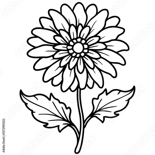 Calendula line art vector