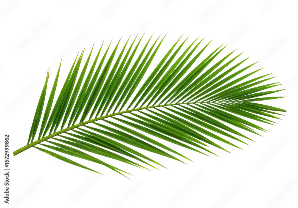 Obraz premium A single vibrant green palm frond with pointed leaves isolated on transparent background