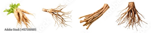 Four different kinds of fresh poke root isolated on transparent background.