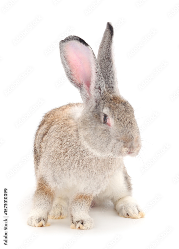 Obraz premium Gray rabbit isolated.