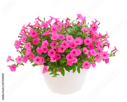 Wallpaper Mural Bouquet of flowers petunia in a pot. Torontodigital.ca