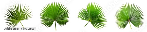 Saw palmetto leaf isolated on a Transparent background.