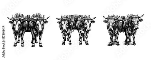 Yoked Oxen Pair - Vintage Agricultural Illustration Set