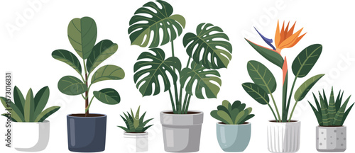 Collection of various potted houseplants in modern planters