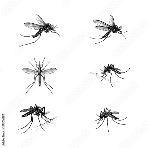 Mosquito Scientific Illustration - Vintage Entomology & Public Health Set