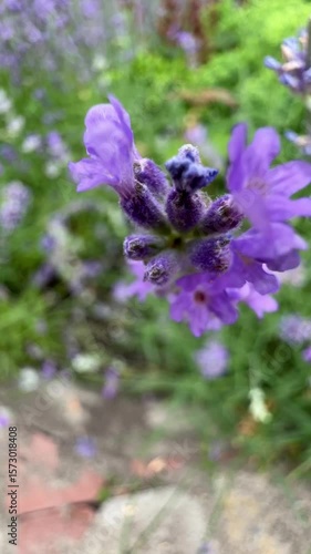 Blooming lavender closeup