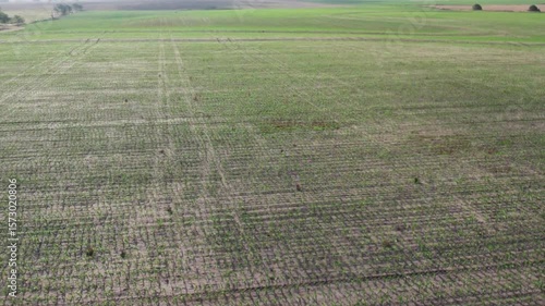 Sweeping aerial shot over young corn field in Kansas