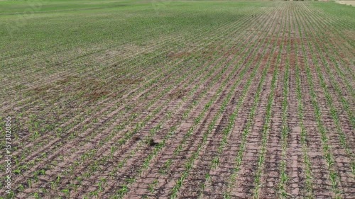 Sweeping aerial shot over young corn field in Kansas