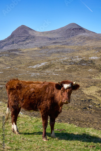 scottish cattle and calfs g...