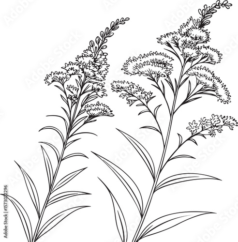 goldenrod flowers vector illustration transparent background