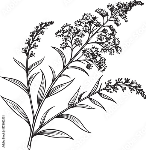 goldenrod flowers vector illustration transparent background