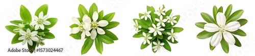 Sweet woodruff flower isolated on transparent background.