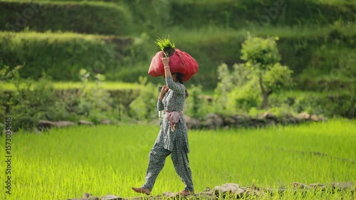 Back view of Indian village woman walking with paddy stack on her head, surrounded by green rice fields, 4k video