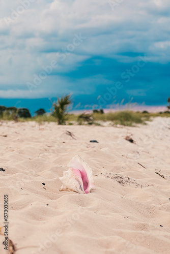 A Conch shell on the beach in Florida.